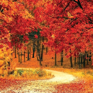 الأردن | حقائق مثيرة عن فصل الخريف