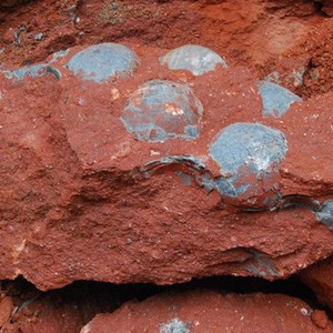 العثور على بيوض ديناصور عمرها 90 مليون سنة في الصين