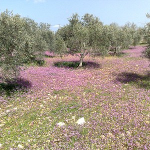 أجواء يوم الأربعاء لطيفة في أغلب مناطق البلاد