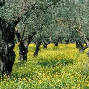 طقس يومي الأحد والاثنين بارد نسبياً على الجبال ولطيف في باقي المناطق