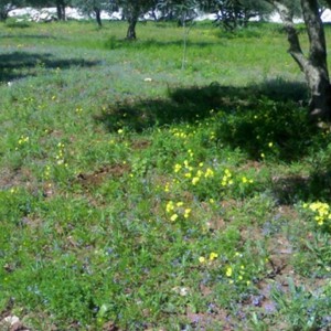 درجات حرارة أدنى من مُعدلاتها السنوية بقليل وأجواء ربيعية اعتباراً من الخميس ولعدّة أيام ..