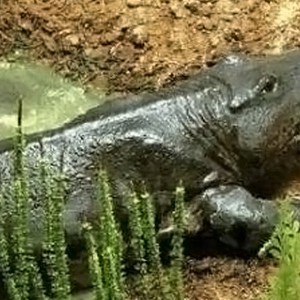 اكتشاف بقايا حيوانات برمائية عملاقة عمرها 220 مليون عام