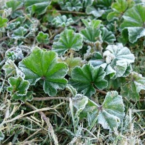 استمرار الأجواء القارسة البرودة في سوريا ليلة الأربعاء - الخميس !