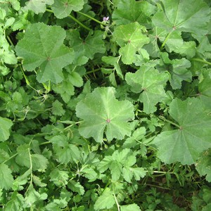 ما لا تعرفه عن نبات الخبيزة.. صيدلية الشتاء