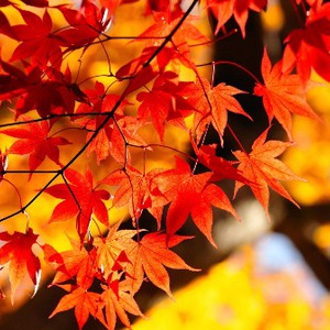 الأربعاء والخميس: أجواء خريفية ورياح غربية نشطة السرعة   