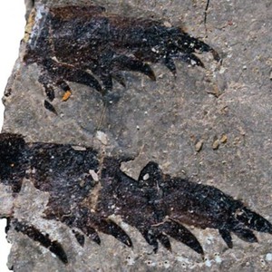 عقرب عملاق عمره نصف مليار عام يعتبر أول المفترسات البحرية على الأرض