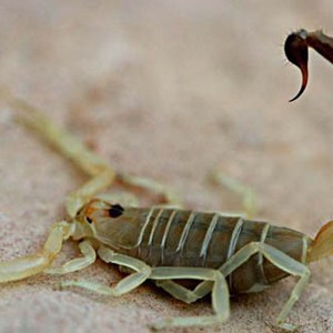 مقتل 90 سودانياً بلدغات الأفاعي والعقارب الهاربة من الفيضانات 