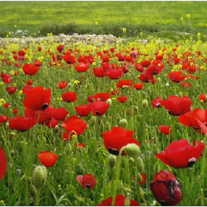 بعد الفرع والجمرتين وقبل الحسوم .. يصادف اليوم الخميس دخول فصل الربيع في التقويم الفلاحي المغربي ..