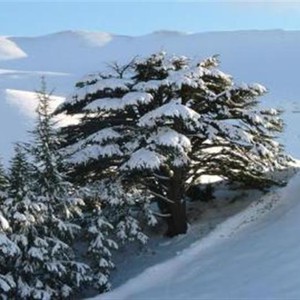 لبنان: موجة الغبار تتسبب بوفاة امرأة و 130 حالة اختناق