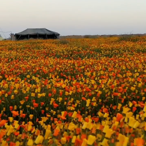 بالفيديو | بدر الحواس يصنع المستحيل ويُحول صحراء القصيم لجنة ومورجٍ خضراء! .. شاهد الفيديو