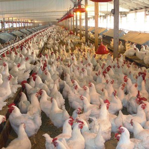 نفوق 10 آلاف طير دجاج بسبب العاصفة هدى