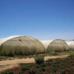 تلف مزروعات الأغوار الوسطى بسبب الأمطار