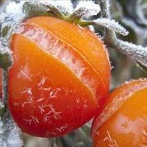 برودة لافتة وصقيع في الجبال وبعض مناطق البقاع الليلة القادمة 