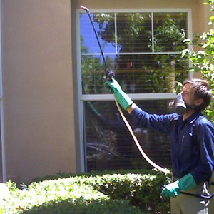 أمانة عمان تبدأ بحملة رش لمكافحة الحشرات والقوارض 