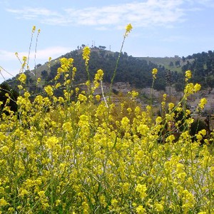 نظرة حول طقس الأسبوع المُقبل في فلسطين !