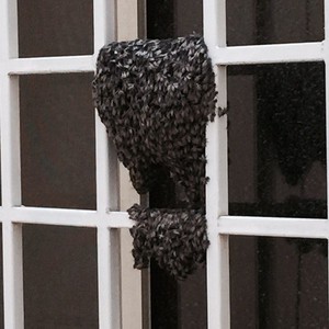 بالصور: ‏‫أسراب من النحل "تداهم" منزل مواطن في جدة