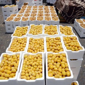 بالتزامن مع رمضان.. حرارة الطقس تبكّر بجني تمور المدينة