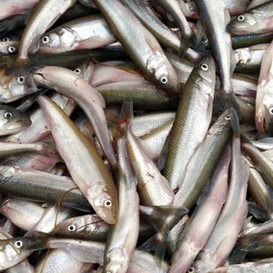 نفوق أعداد كبيرة من الأسماك في نهر إلبة الألماني جرّاء موجة حرّ شديدة