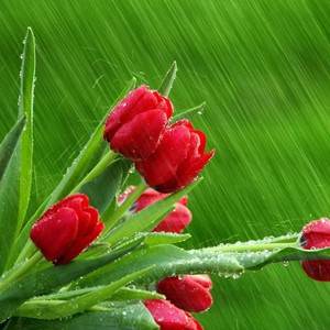 النشرة الشهرية لشهر نيسان الخاصة بلبنان