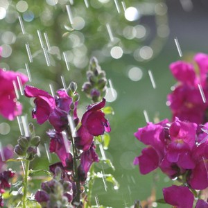 النشرة الشهرية لشهر نيسان الخاصة بفلسطين