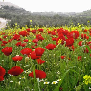أجواء يوم الثلاثاء ربيعية عادية ..