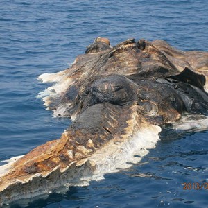 بالصور : البحرية الإيرانية تعثُر على مخلوق غريب في الخليج العربي