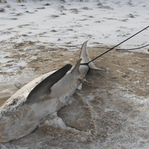 أمواج البحر تلفظ أسماك قرش متجمدة في ولاية ماساتشوستس الأميركية