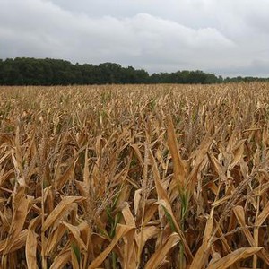 المزارع الاردني بين مطرقة الجفاف وسندان الصقيع  