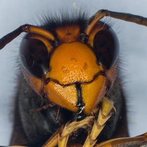 علماء يابانيون يكتشفون فصيلة من الدبابير "تستعبد" عناكب