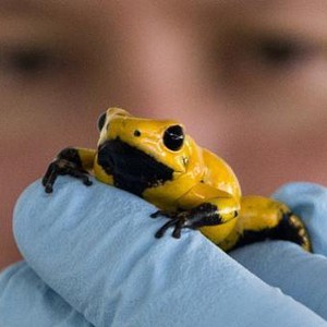 هذا الضفدع يمكنه قتل 80 رجلا بغرام من سمه