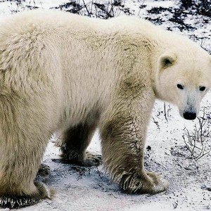 الدببة القطبية في خطر بسبب الاحتباس الاحتراري