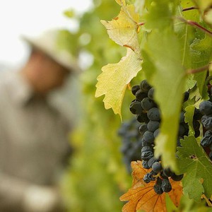 الصقيع يفقد حقول الكروم في مدينة بوردو الفرنسية نصف إنتاجها