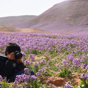 أبرز وأجمل 10 شيلات تختص بموسم الوسم والأمطار والمكشات