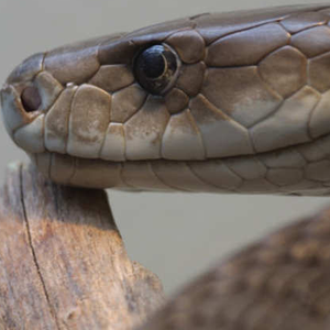 إكتشاف تقنية قد تكون فعالة في علاج السرطان مستقبلاً  