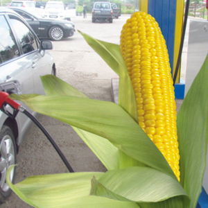 الوقود الحيوي الناتج عن نبات الذرة أخطر على البيئة من البنزين 