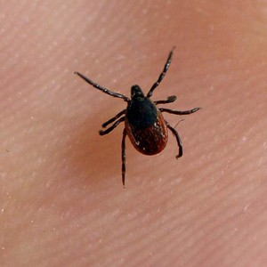 فيروس جديد في الصين يتسبب بوفاة 7 أشخاص... تنقله حشرة القراد