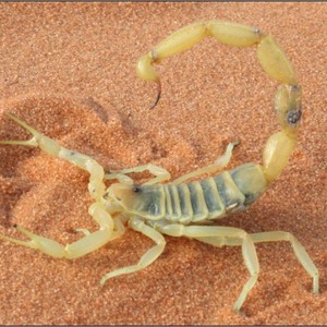 ماذا تفعل لو تعرضت للدغة عقرب؟