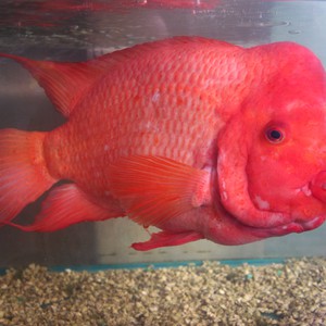 طبيب ينجح باستئصال ورم من دماغ سمكة في عملية جراحية دقيقة 