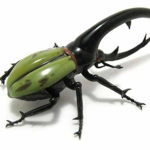 الخنفساء البرية أسرع حيوان في العالم