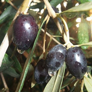 ما أهمية شتوة الزيتون المتوقعة الأحد للمزارعين 