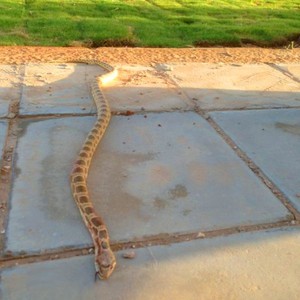 ثعبان بطول 3 أمتار يثير هلع المتنزهين في عرعر