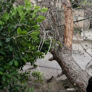 رياح شديدة تتسبب بسقوط أشجار وفصل التيار الكهربائي عن مناطق الأغوار الشمالية في الاردن
