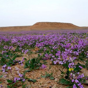 حالة الطقس المتوقعة في مختلف مُدن المملكة ليوم الثلاثاء 7/1/2019