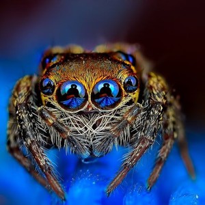 صور لعيون العناكب كما لم تشاهدوها من قبل!