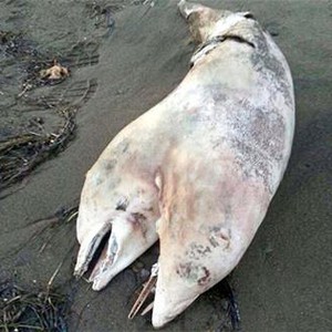 صورة: العثور على دولفين برأسين على سواحل تركيا