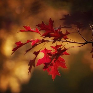 درجات الحرارة العظمى والصغرى في مختلف مناطق المملكة ليوم الخميس 15/10/2020  