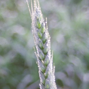 في سابقة تاريخية: الصقيع يضرب عدد من مناطق المملكة الليلة الماضية و الحرارة حول الصفر!