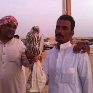 سعودي يصطاد صقراً و يبيعه بمبلغ كبير جداً