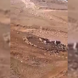 "الزراعة" تُقدم توضيحا بشأن "الأغنام الدوارة" التي ظهرت في مقطع فيديو في محافظة الكرك بالأردن