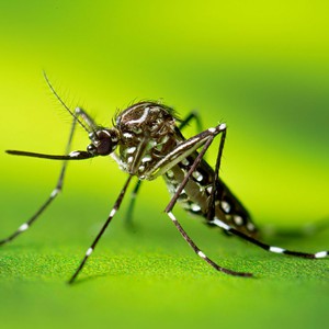 Super Mosquitoes.. Advanced Species That Defy Insecticides